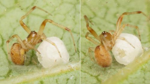 Anelosimus sp.